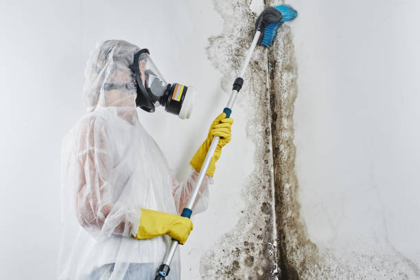 Best Residential Mold Remediation in Harker Heights, TX