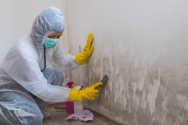Best Post-Flood Mold Remediation in Harker Heights, TX