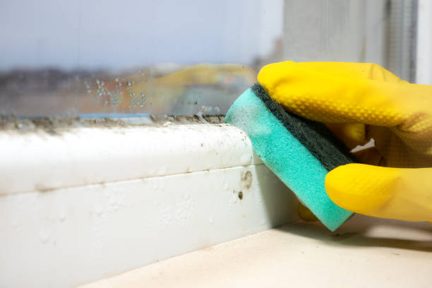 Best Basement Mold Remediation in Harker Heights, TX