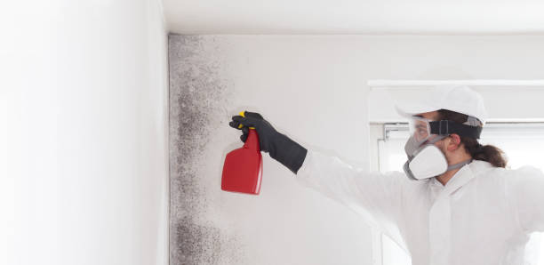 Best Residential Mold Remediation in Harker Heights, TX