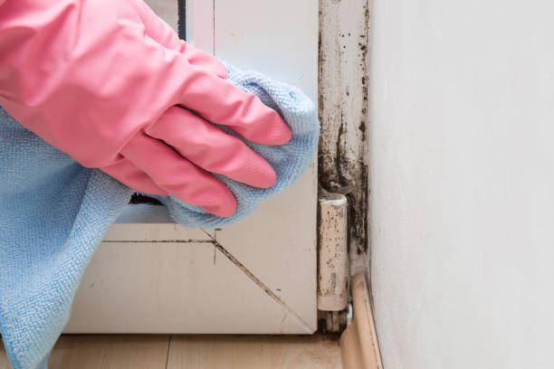 Best Post-Flood Mold Remediation in Harker Heights, TX