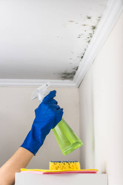 Professional Mold Remediation in Harker Heights, TX