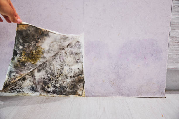 Best Commercial Mold Remediation in Harker Heights, TX